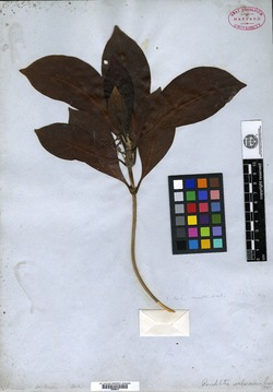 Rondeletia parviflora image