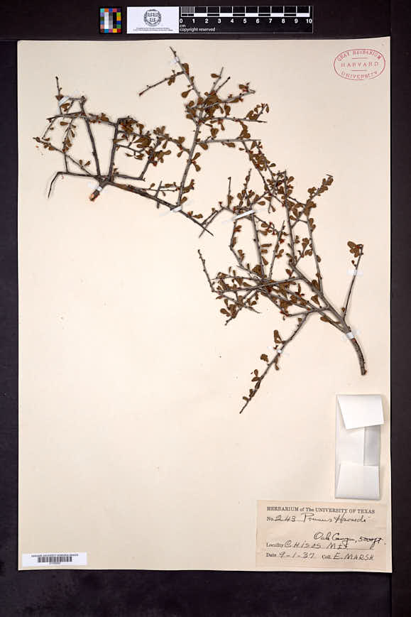 Prunus havardii image