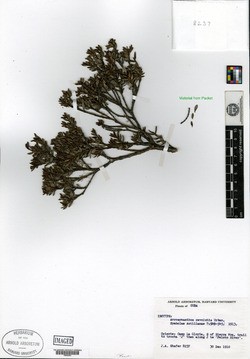 Acrosynanthus revolutus image