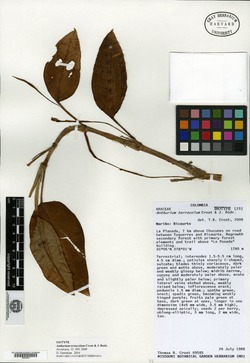 Anthurium terracolum image