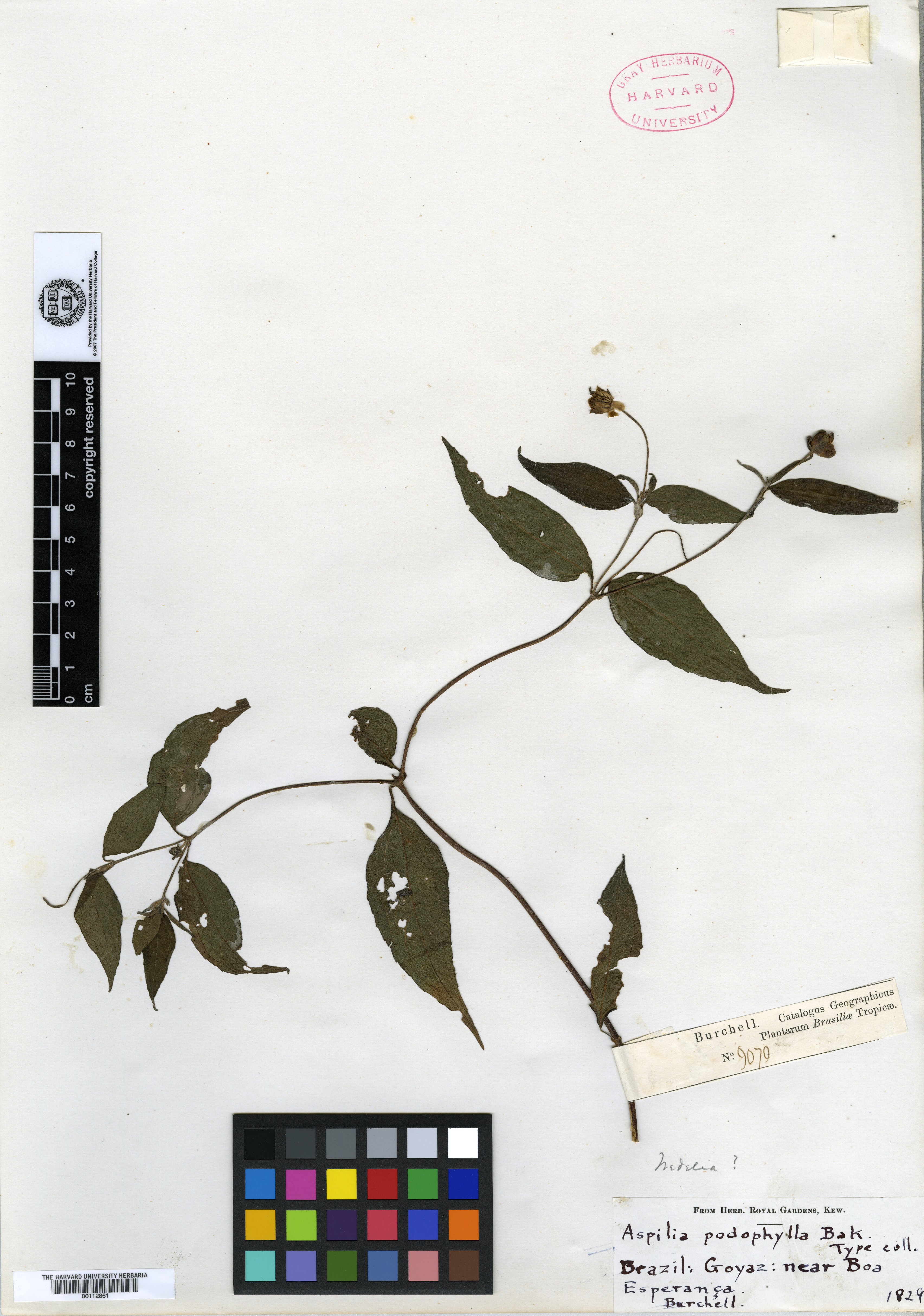 Wedelia podophylla image