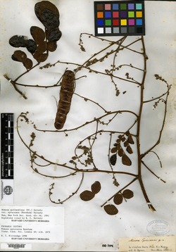 Mimosa tricephala image