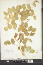 Lathyrus japonicus var. pellitus image