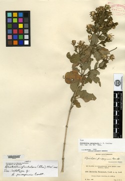 Brickellia pacayensis image