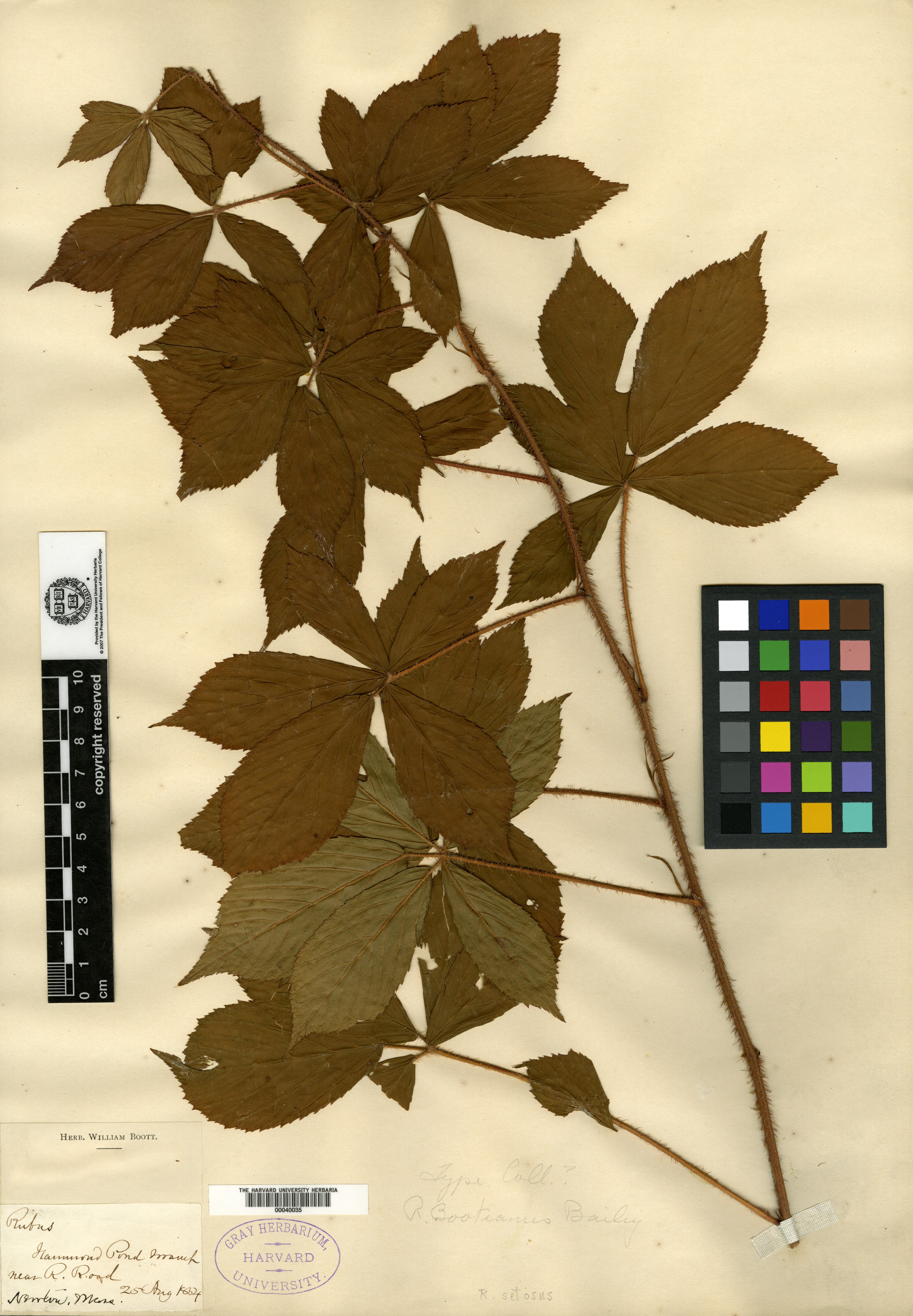 Rubus boottianus image