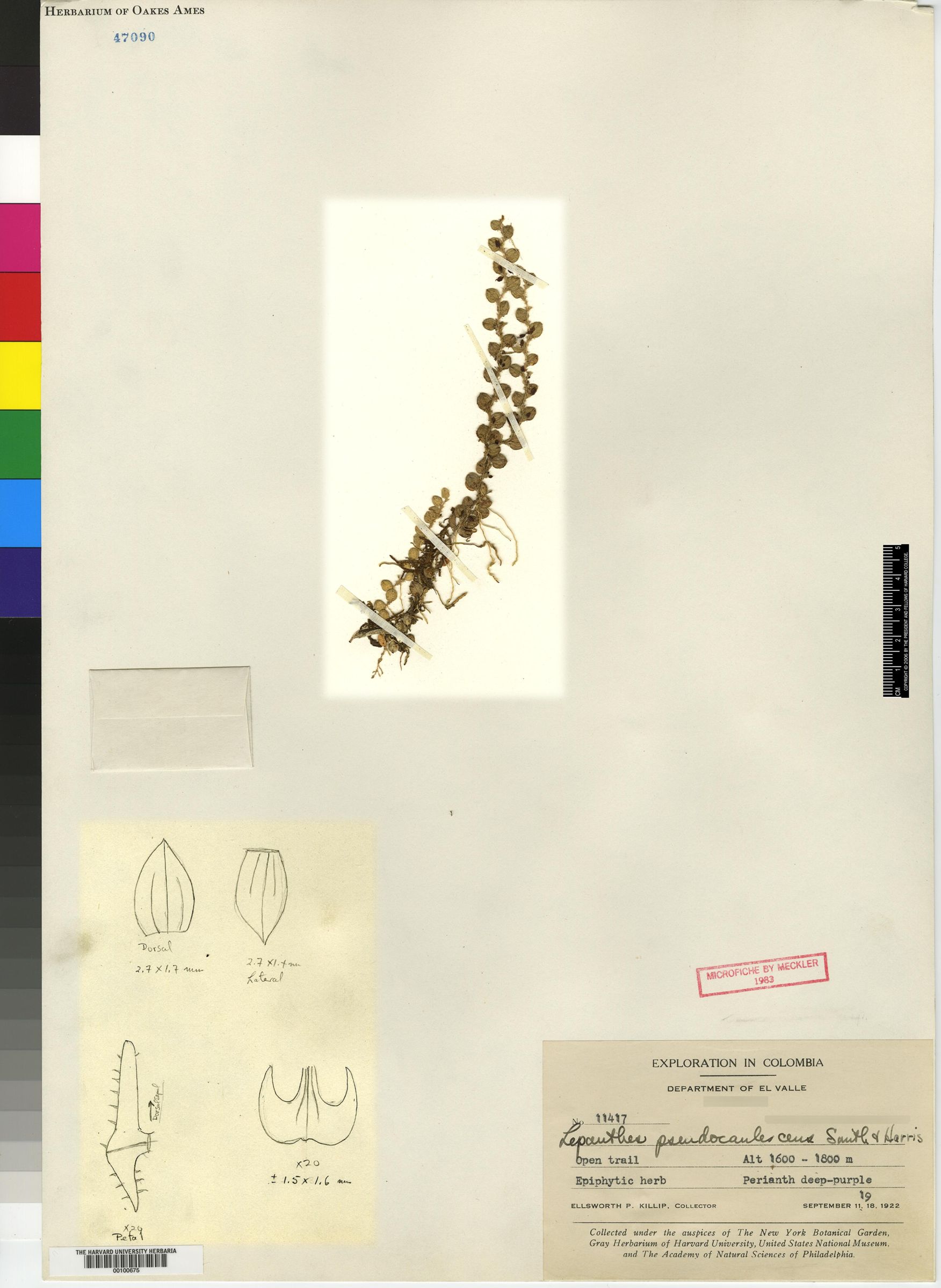 Lepanthes pseudocaulescens image