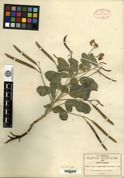 Cassia longicoma image