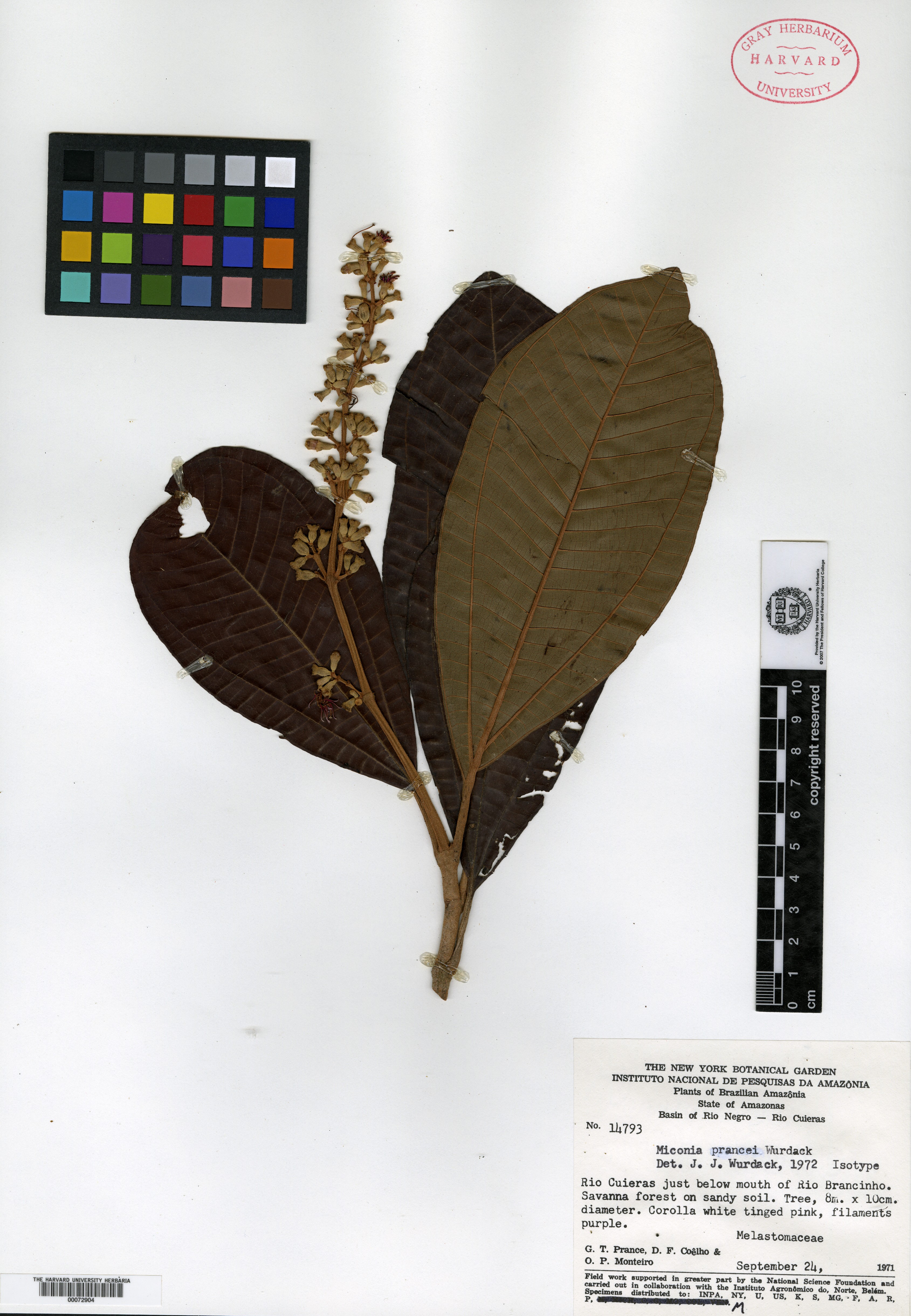 Miconia ruficalyx image