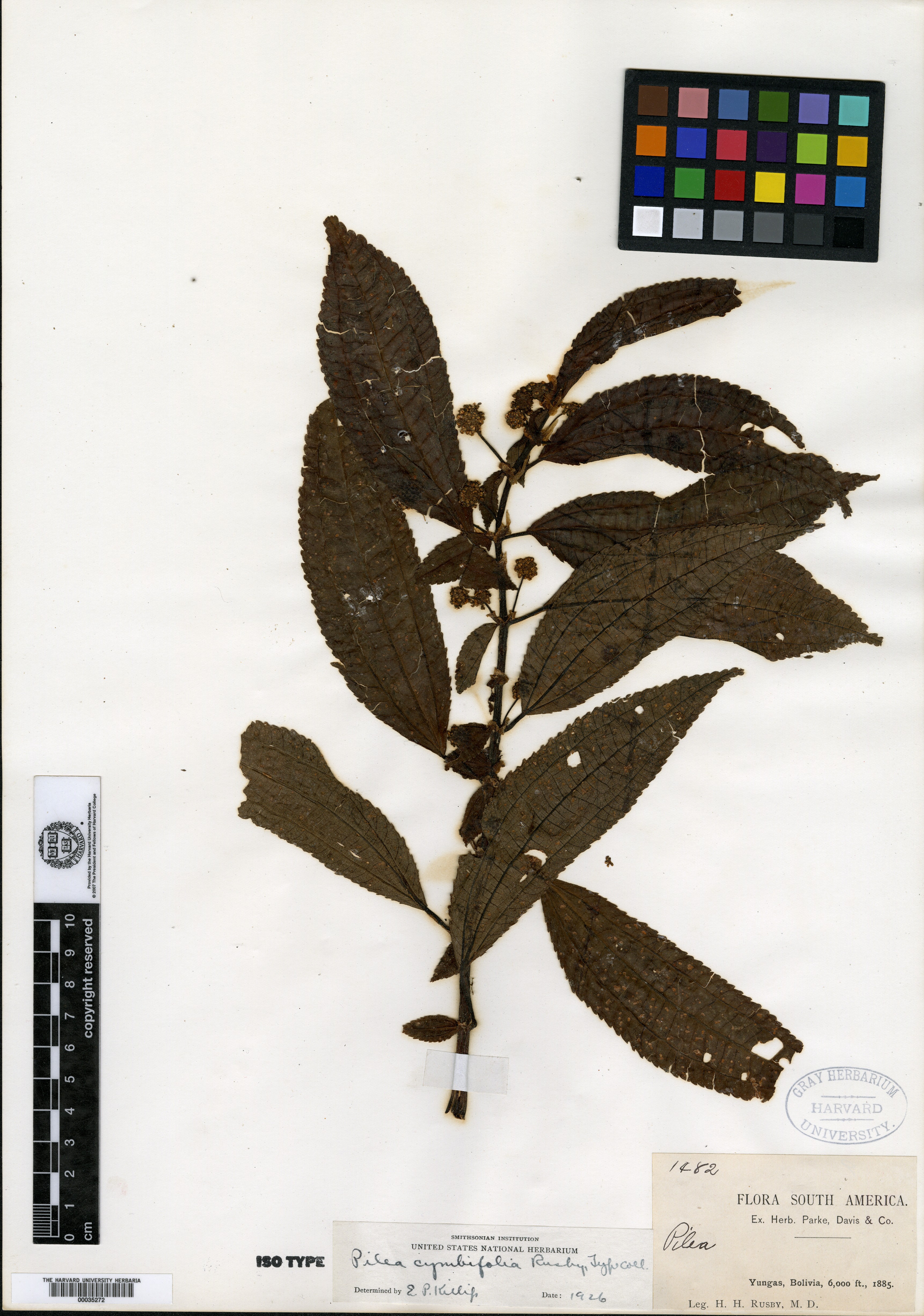 Pilea cymbifolia image