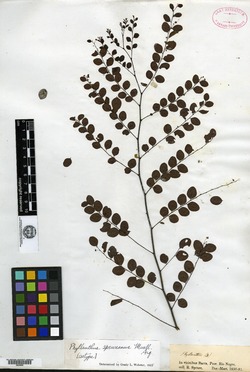 Phyllanthus valleanus image