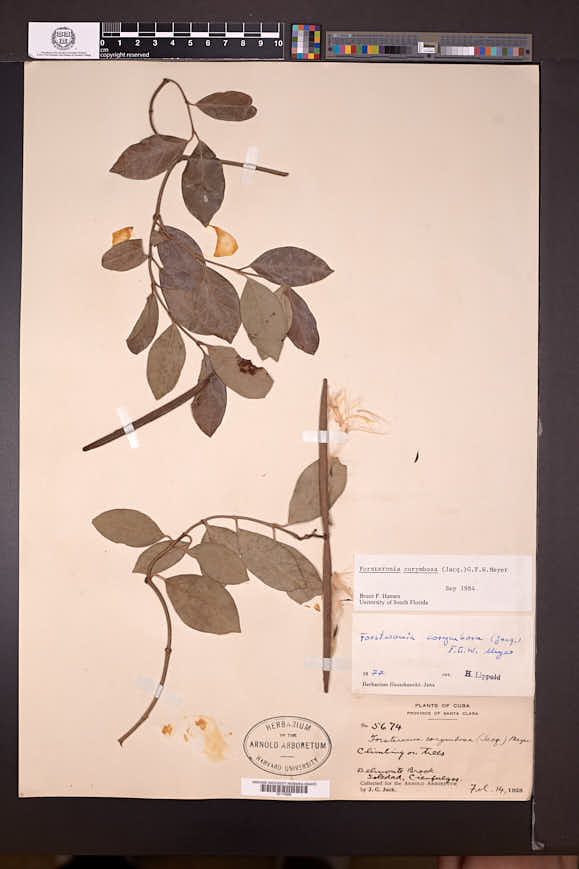 Forsteronia corymbosa image