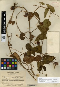 Cayaponia denticulata image