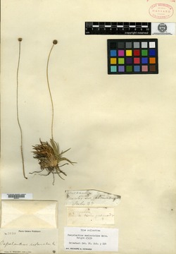 Paepalanthus seslerioides image