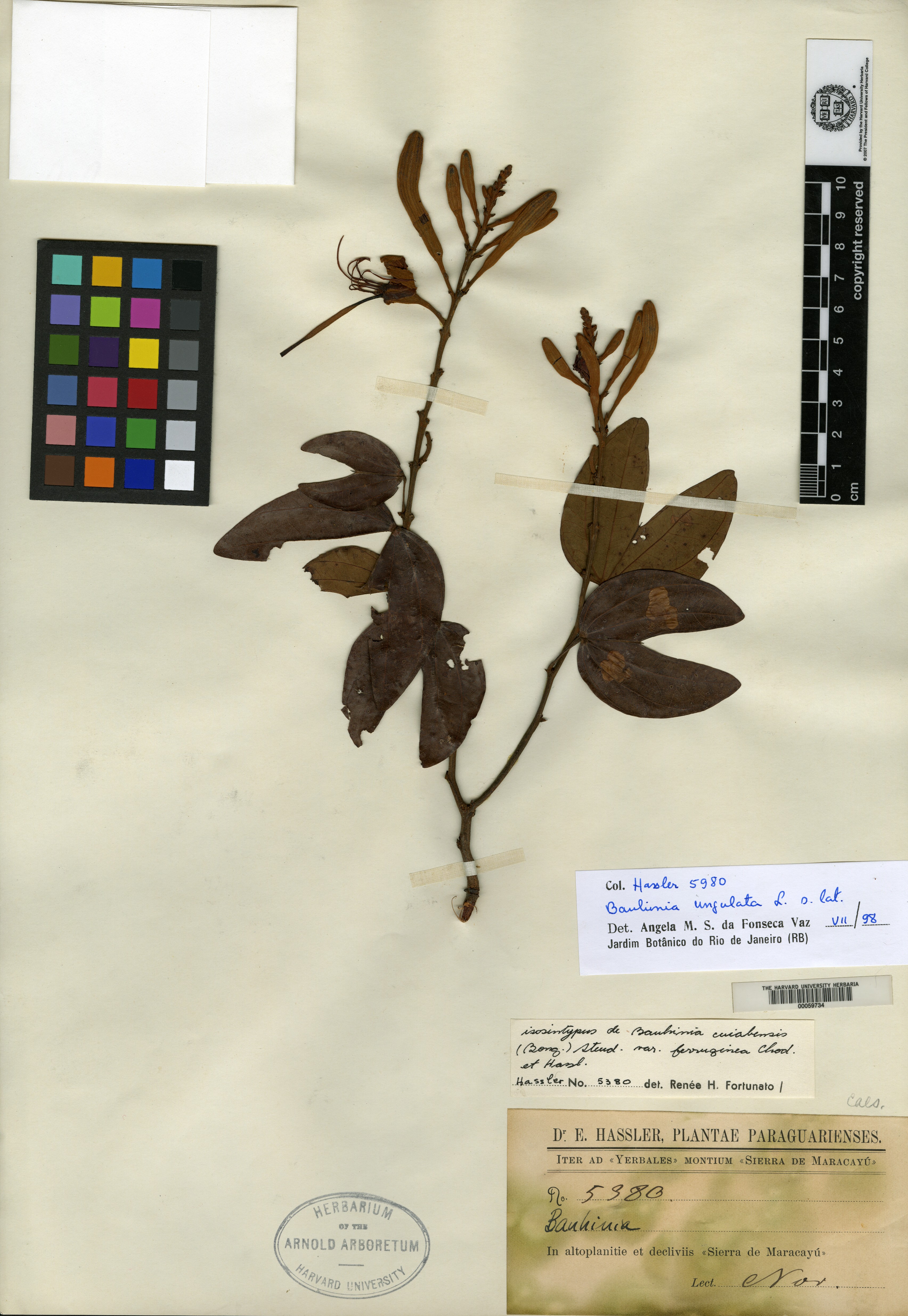 Bauhinia brachycarpa image