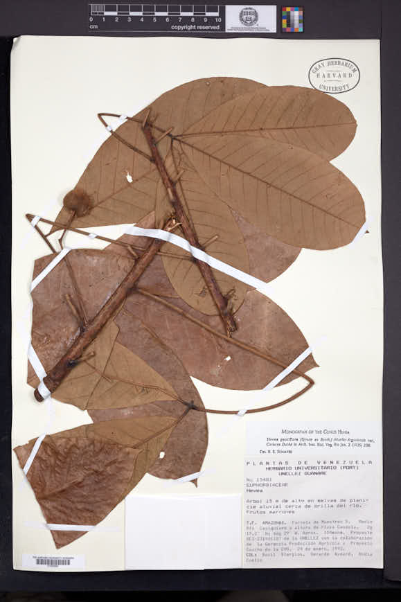 Hieronyma macrocarpa var. spruceana image