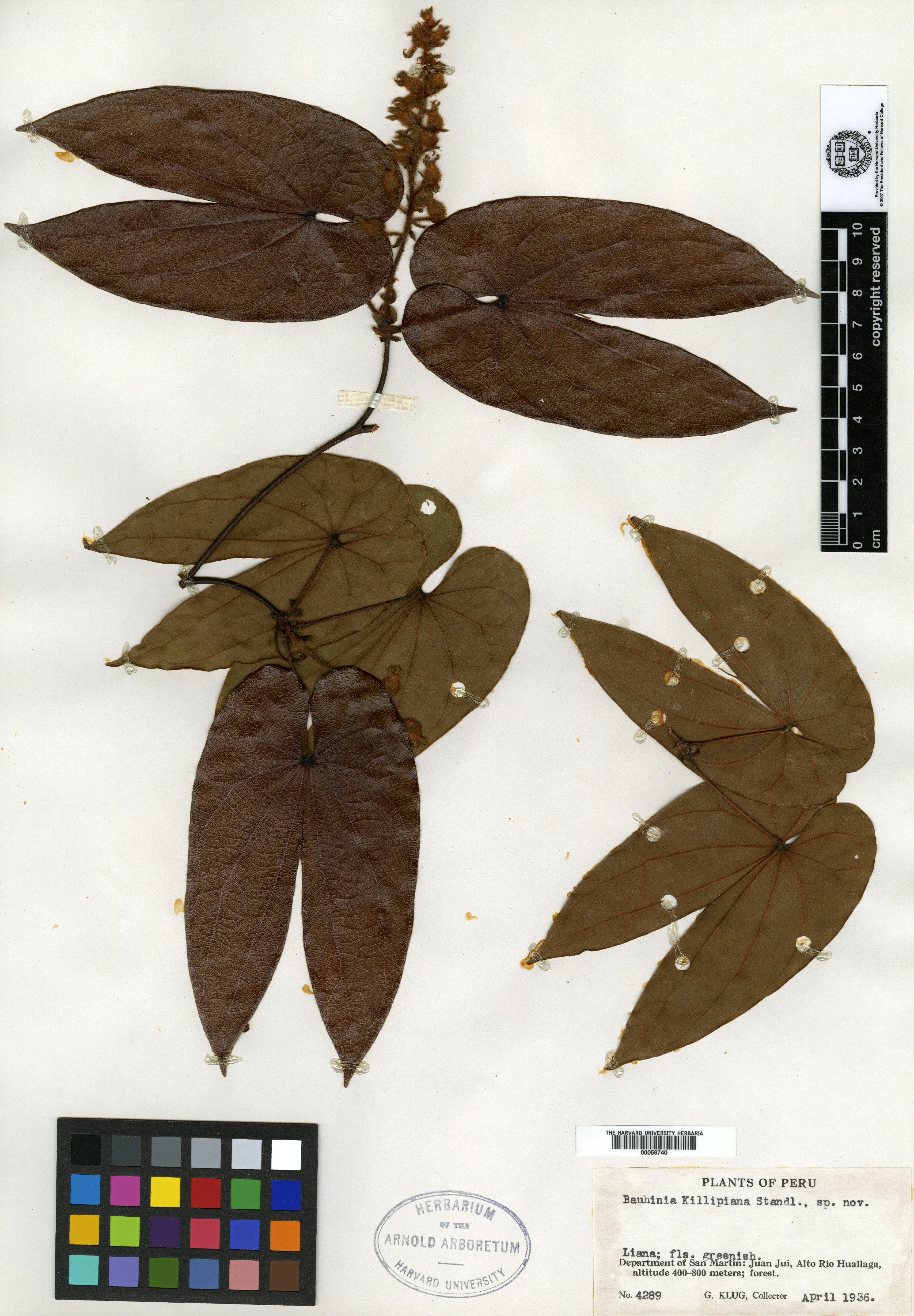 Bauhinia rubro-villosa image