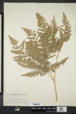 Pteridium latiusculum subsp. latiusculum image