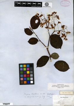Begonia holtonis image