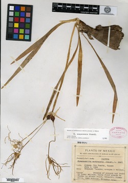 Hymenocallis sonorensis image