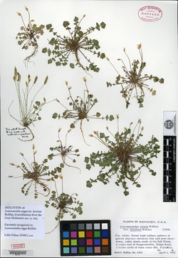 Leavenworthia exigua var. laciniata image