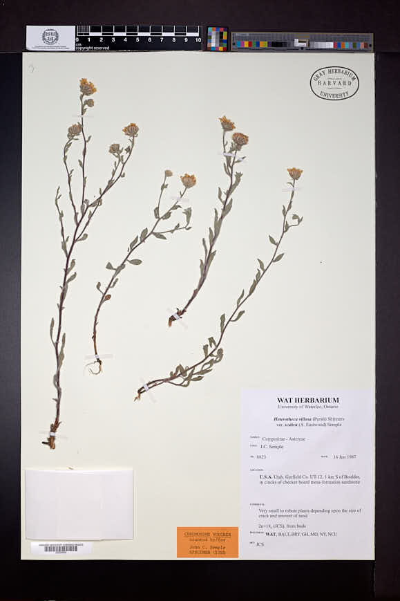 Heterotheca villosa var. scabra image