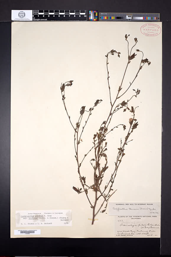 Cordylanthus pilosus subsp. trifidus image