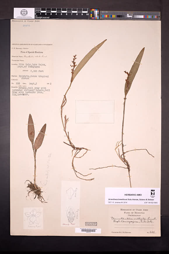 Acianthera breedlovei image