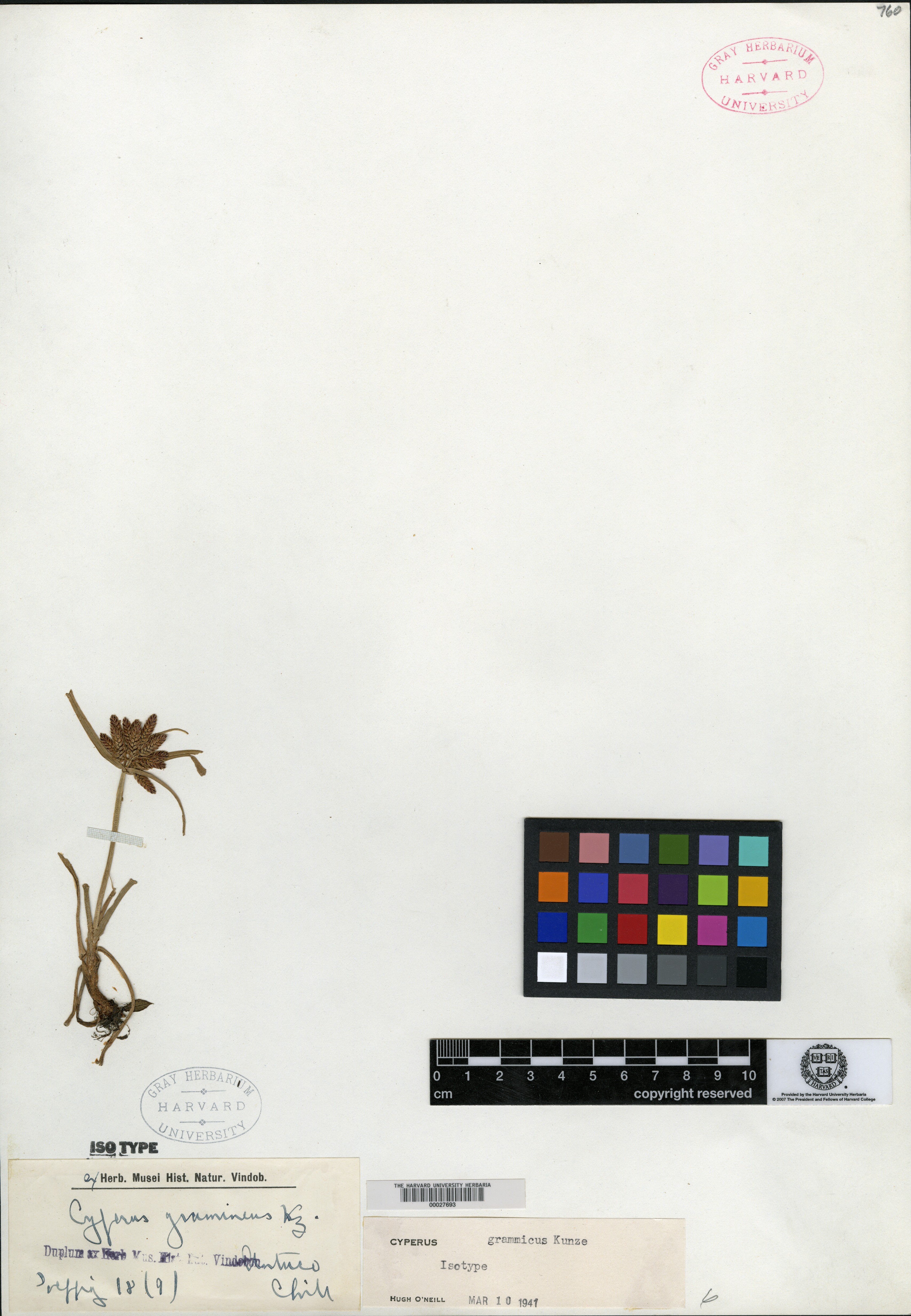 Cyperus grammicus image