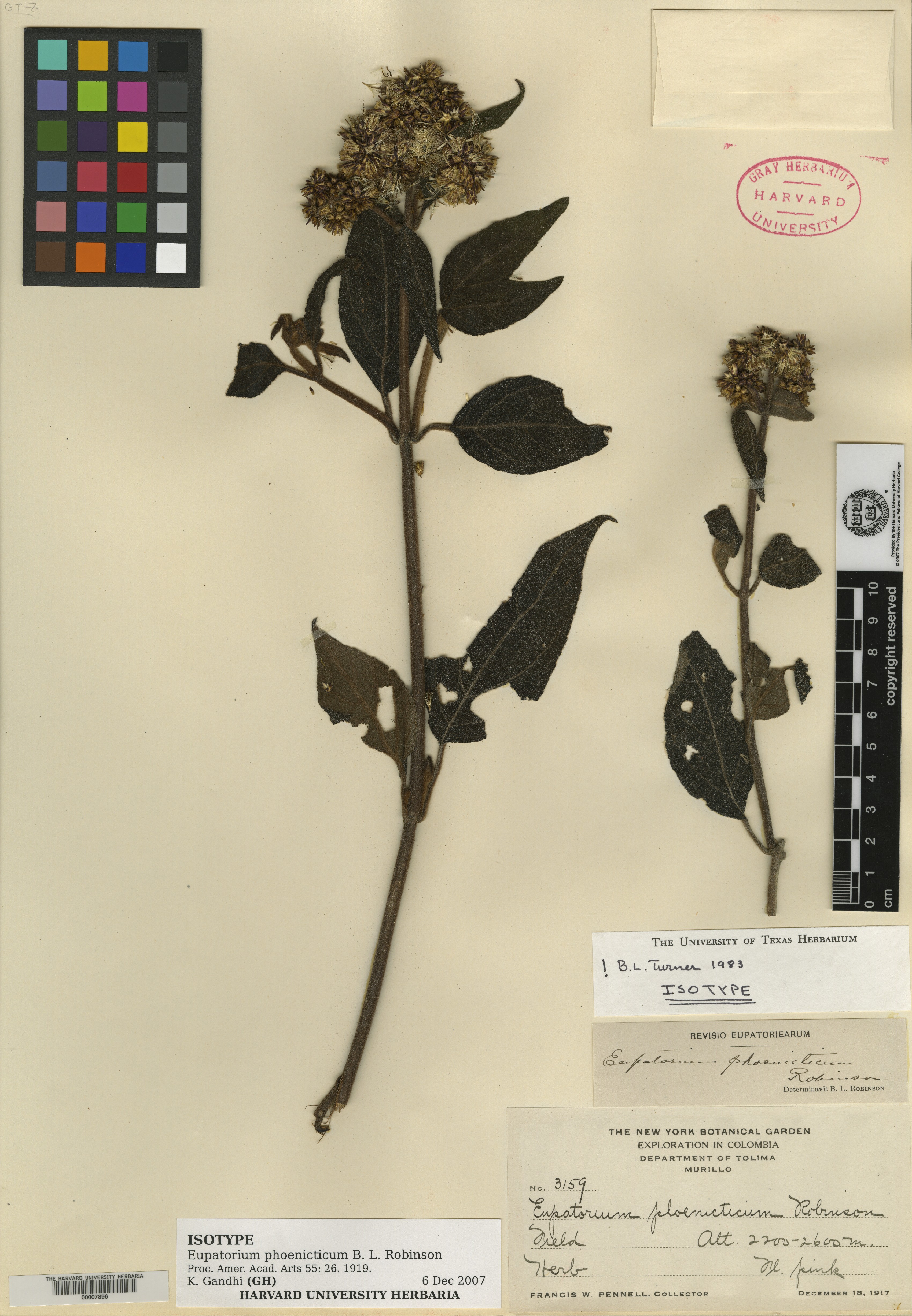 Hebeclinium phoenicticum image