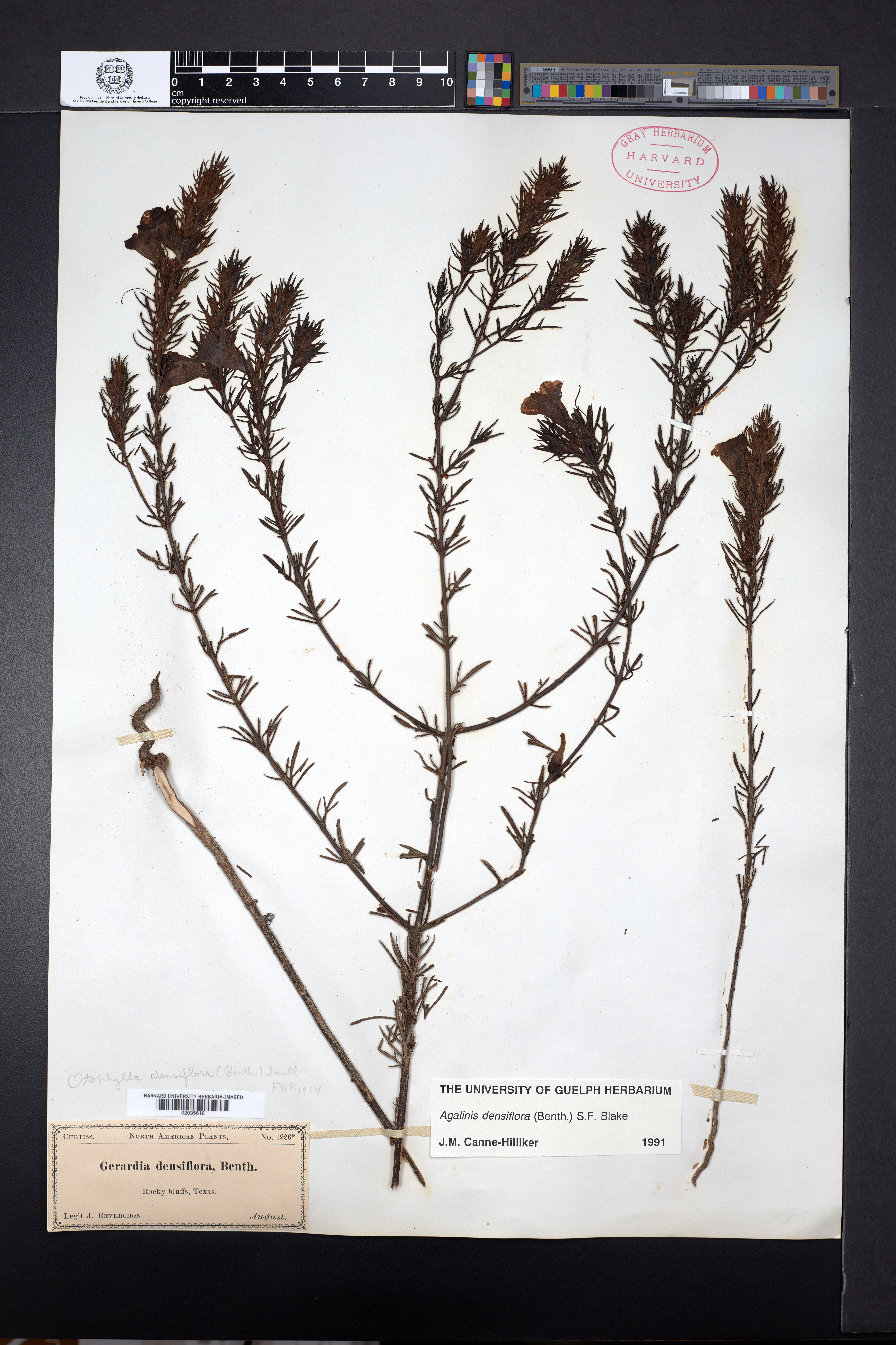 Agalinis densiflora image