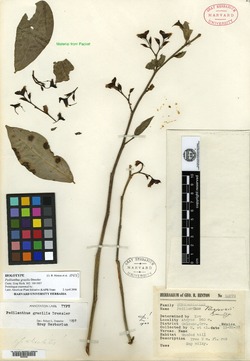Euphorbia dressleri image