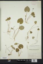 Viola palustris image