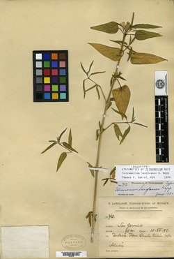 Tetramerium langlassei image
