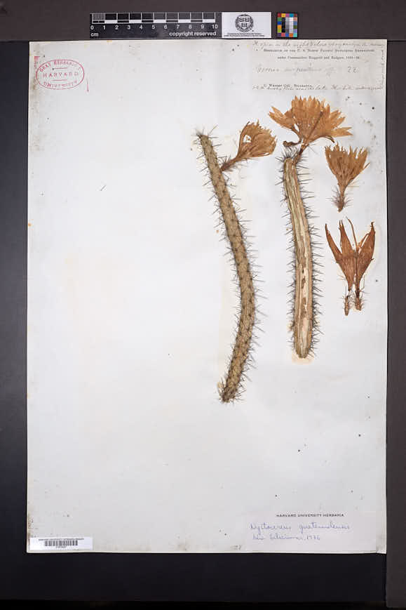 Peniocereus hirschtianus image