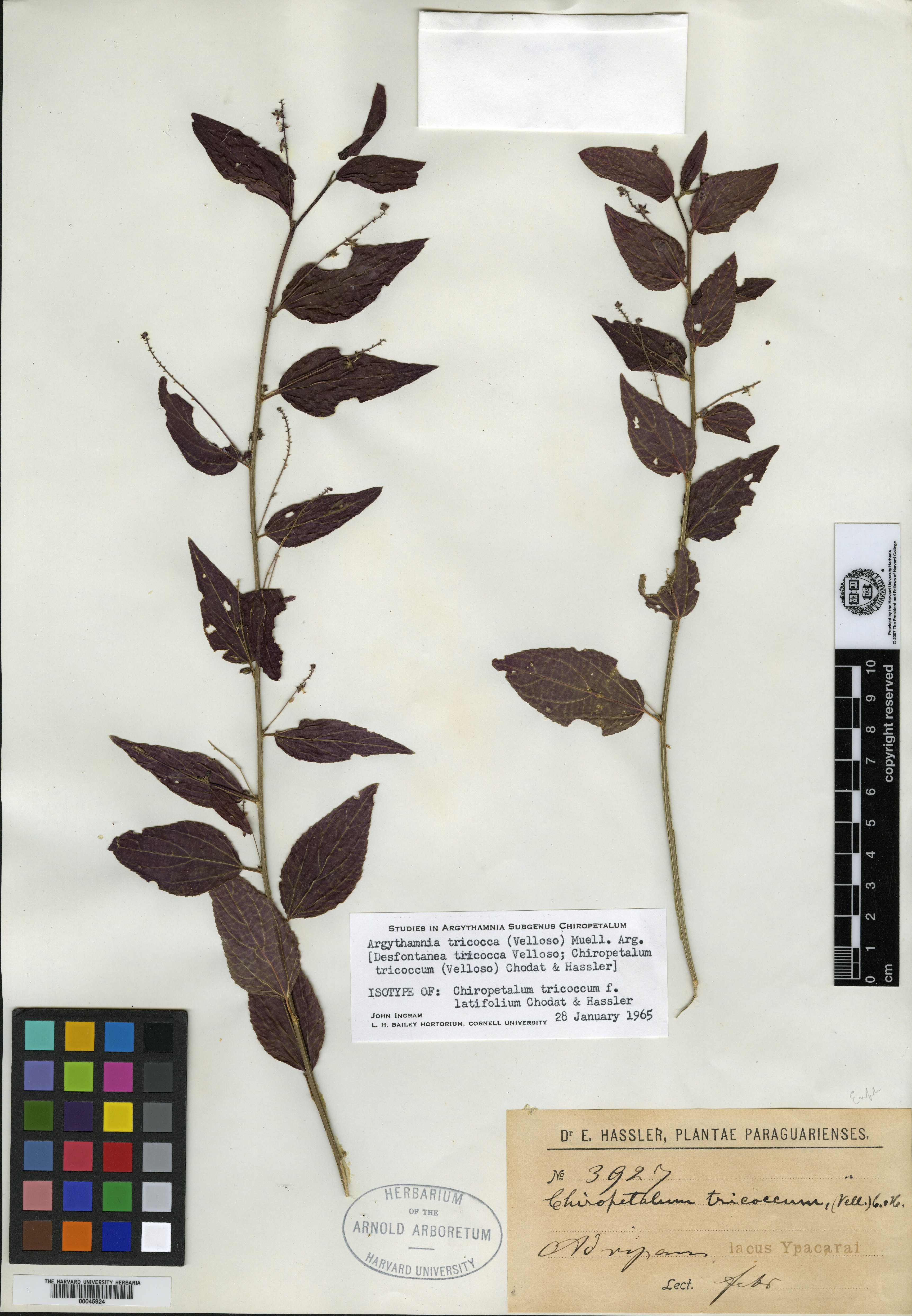 Phyllanthus microcarpus image