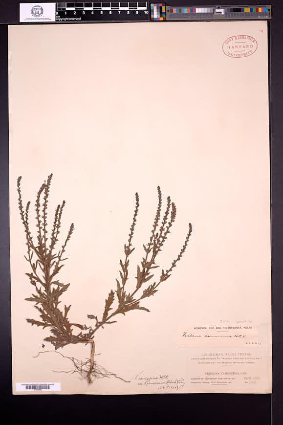 Verbena canescens image
