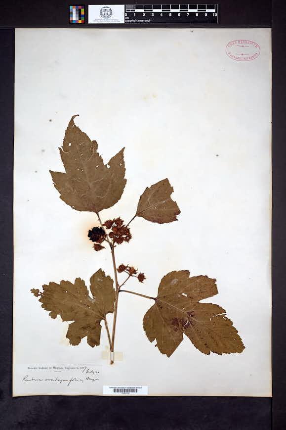 Rubus crataegifolius image