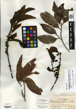 Phoradendron grisebachianum image