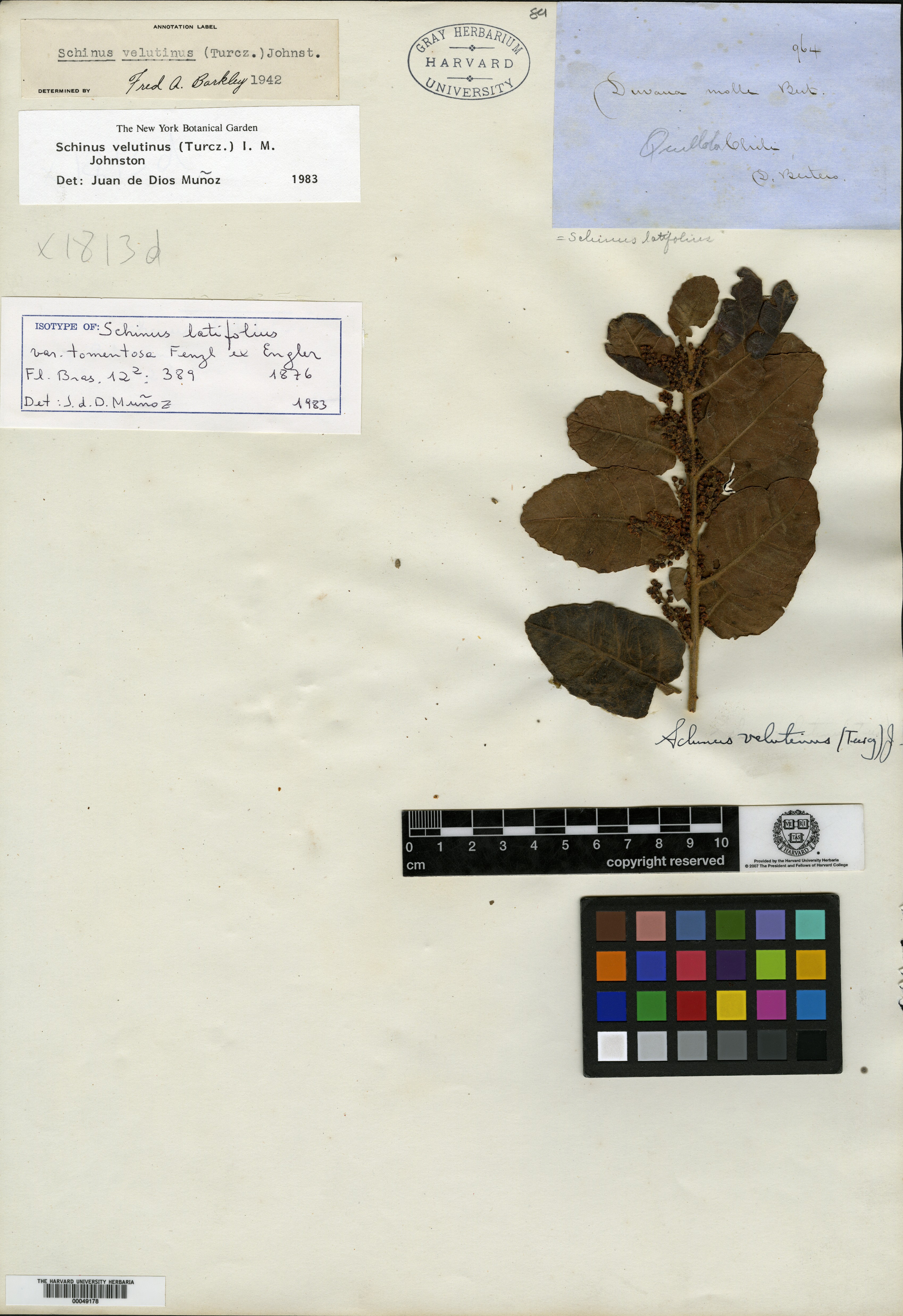 Schinus latifolius image