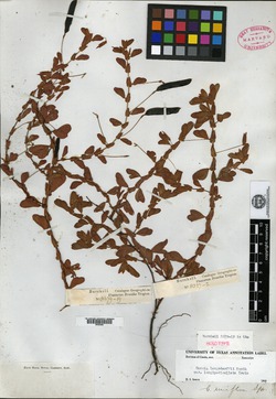 Chamaecrista serpens var. mensarum image