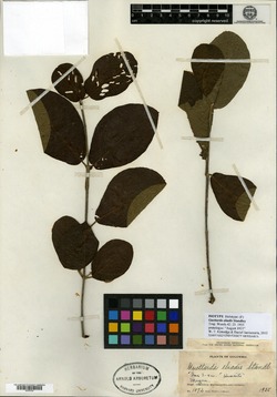 Guettarda malacophylla image