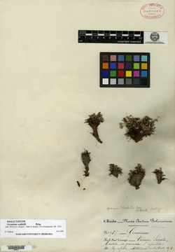 Geranium weddellii image