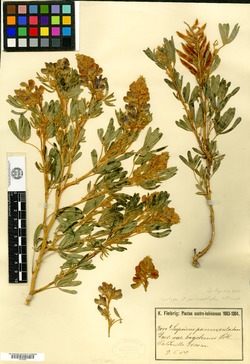 Lupinus perissophytus image
