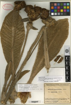 Espeletia brassicoidea image
