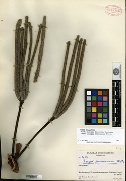 Coussapoa asperifolia subsp. asperifolia image