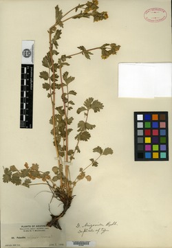 Drymocallis arizonica image