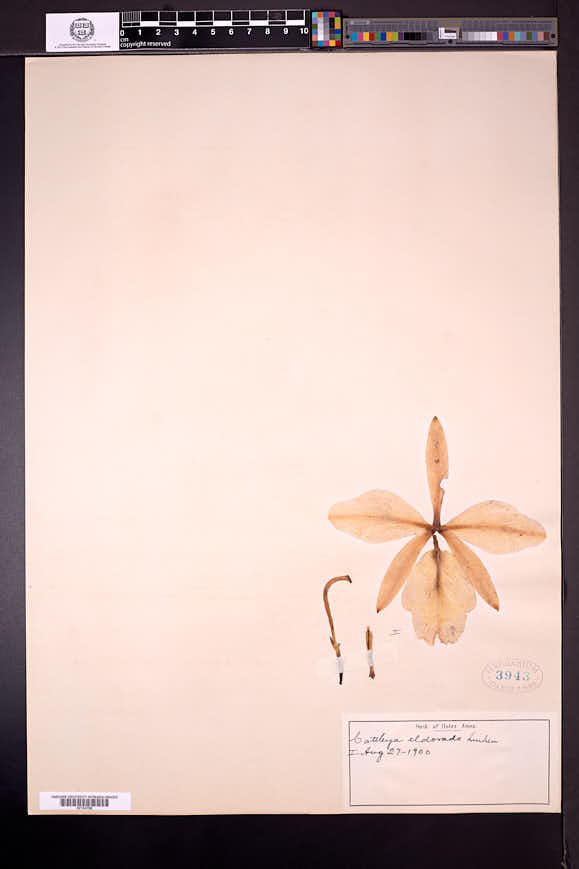 Cattleya forbesii image