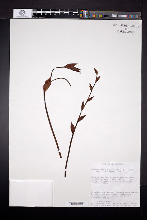 Phragmipedium besseae image