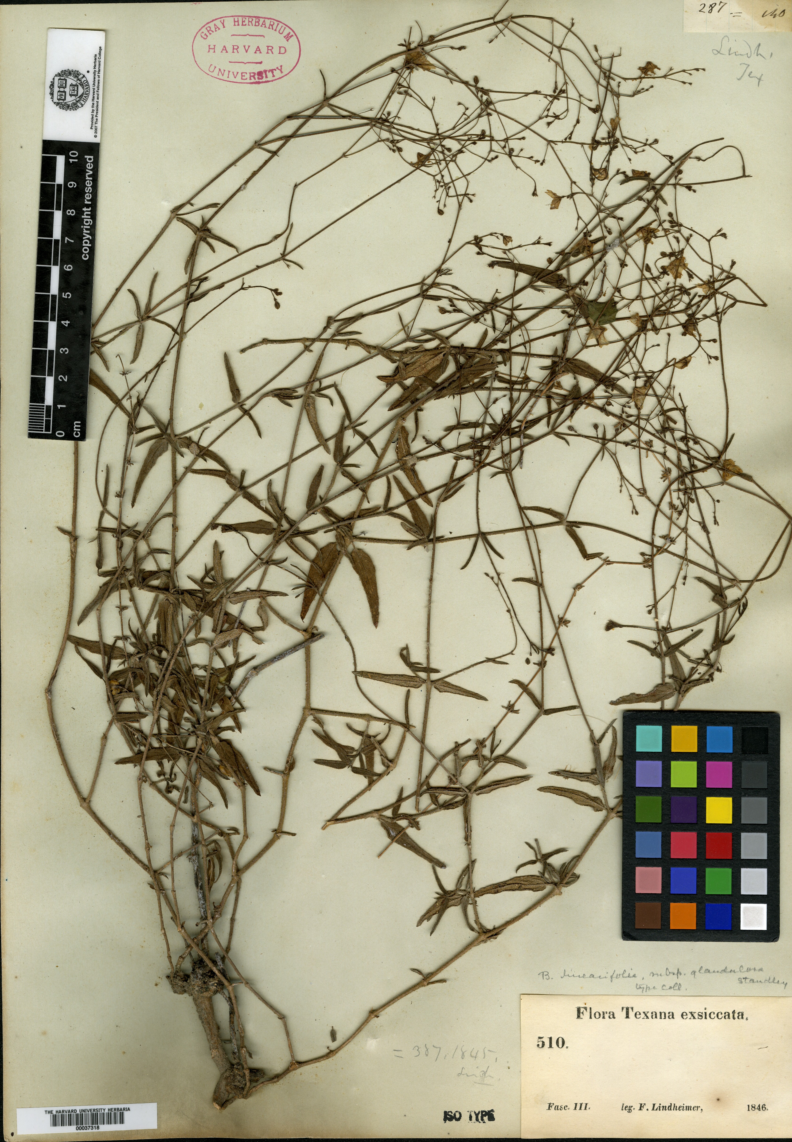 Boerhavia linearifolia subsp. glandulosa image