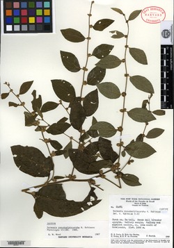 Lessingianthus pseudopiptocarphus image
